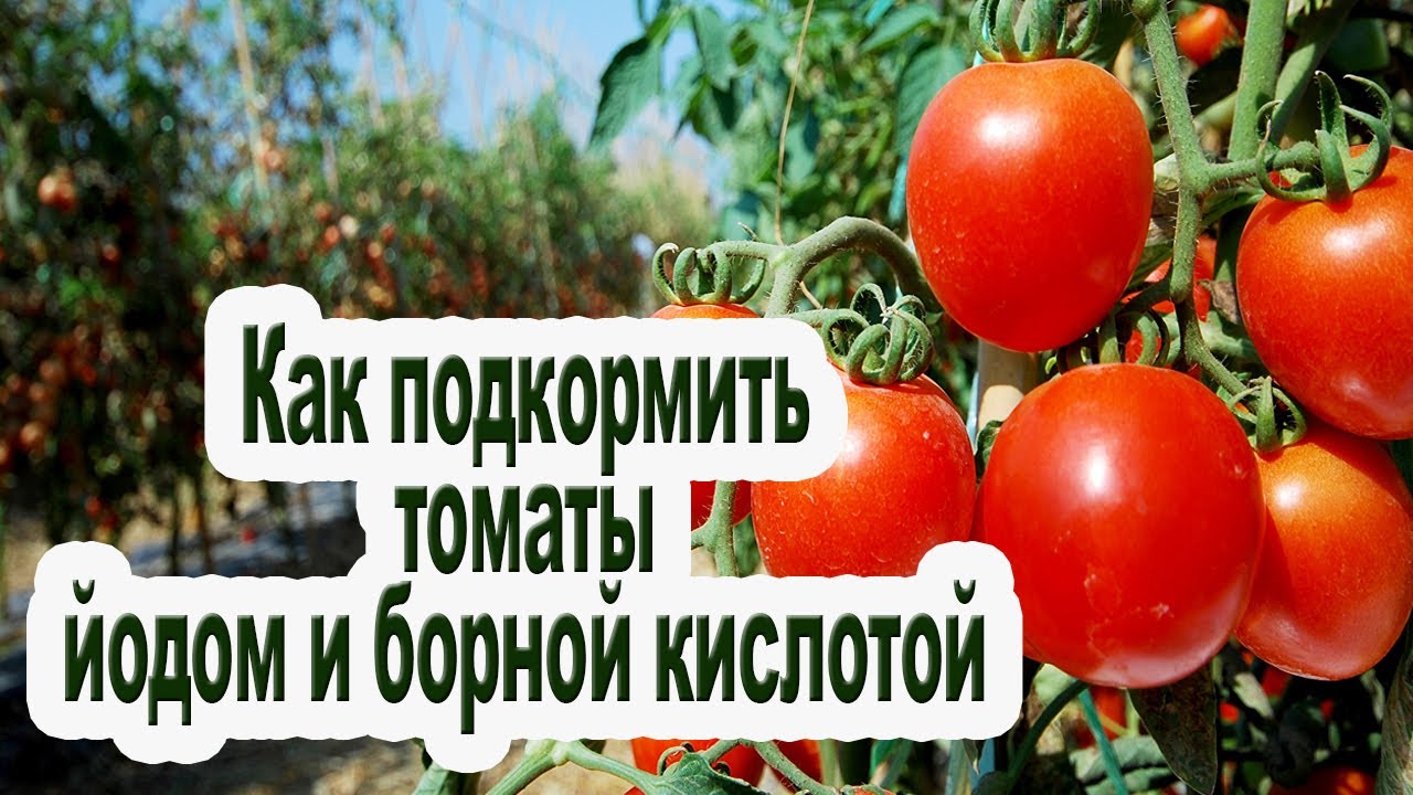 Йод - джерело мікроелементів для помідорів