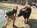 Animal Adventures with Jordan: Water Buffalo