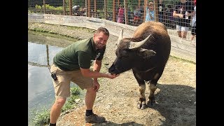 Animal Adventures with Jordan: Water Buffalo