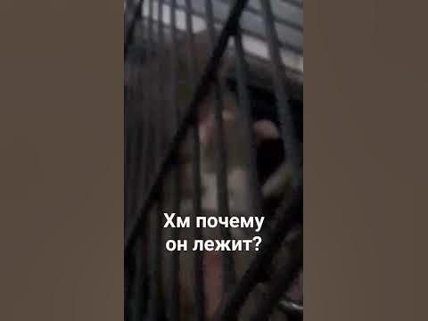 почему он лежит?! - YouTube