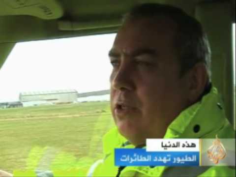 الطيور تهدد الطائرات