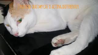 I THINK MY CAT IS DEPRESSED. by Cat Covid Un 61 views 2 years ago 57 seconds