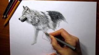 3d drawing wolf paper walking getdrawings