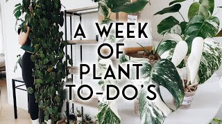almost 3 hours of planty things! a week of plant to-dos #17