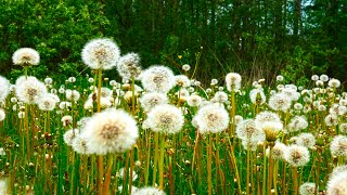 Meadow with dandelions and background sounds of nature, birds singing, white noise.