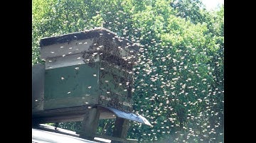 A Swarm Arrives at a Bait Hive (video C)