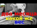 Взвешивание поросят в два месяца . Сравним с купленными в прошлом году .