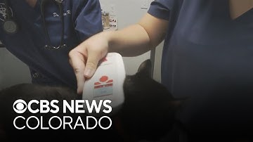 Colorado pet owners could be affected after microchip company goes out of business