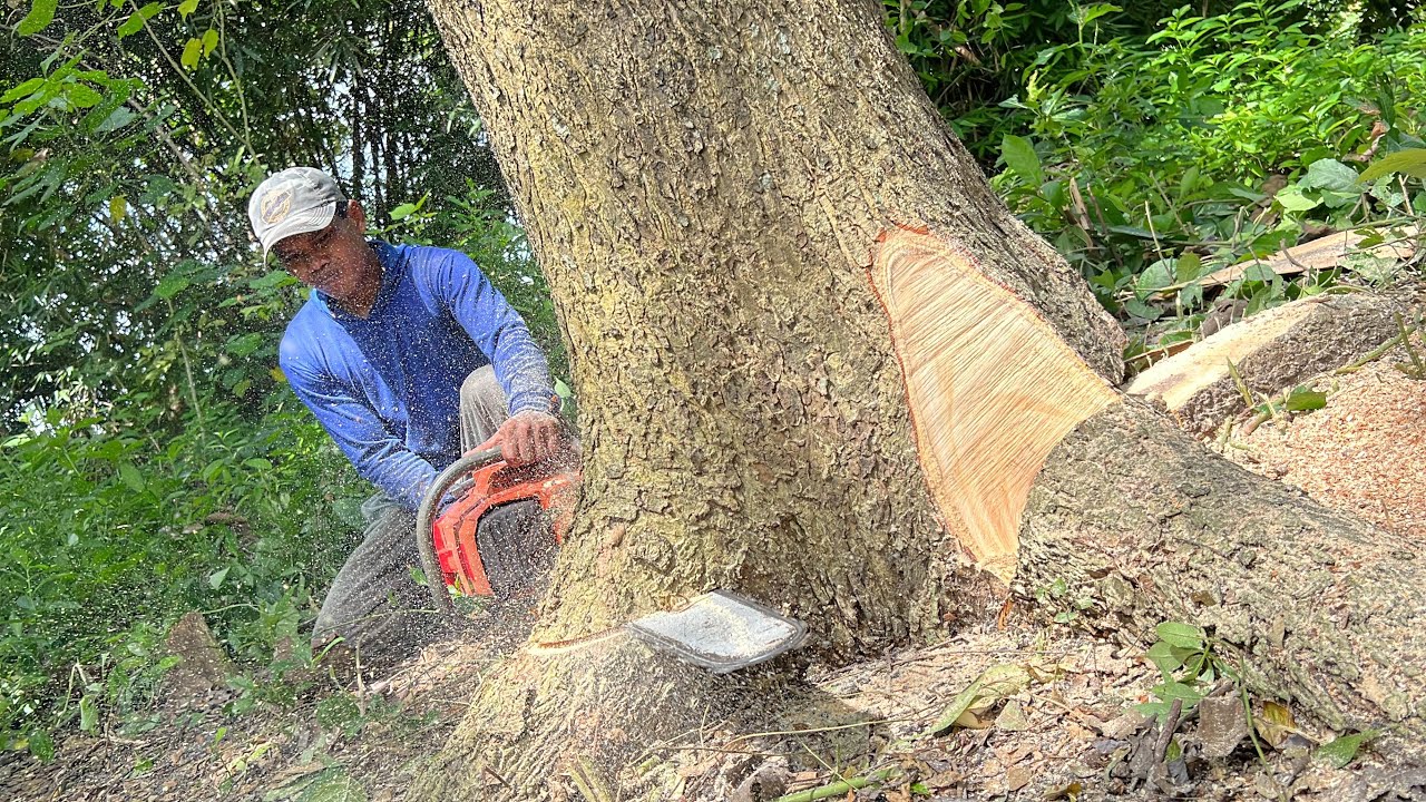 Prone to falling in the wind and rain, this trembesi tree must be cut ...