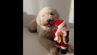 NATALE 2021 by CHIARA ADDESTRAMENTO CANI 777 views 2 years ago 1 minute, 35 seconds