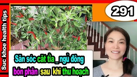 Săn sóc cây ớt lúc MÙA ĐÔNG LẠNH, #291 grow care organic pepper plants _ Plant care tips, SKHT
