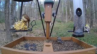 Carolina wren pair feeding on the platform by Birdchill™ birdwatching cams 72 views 1 year ago 44 seconds