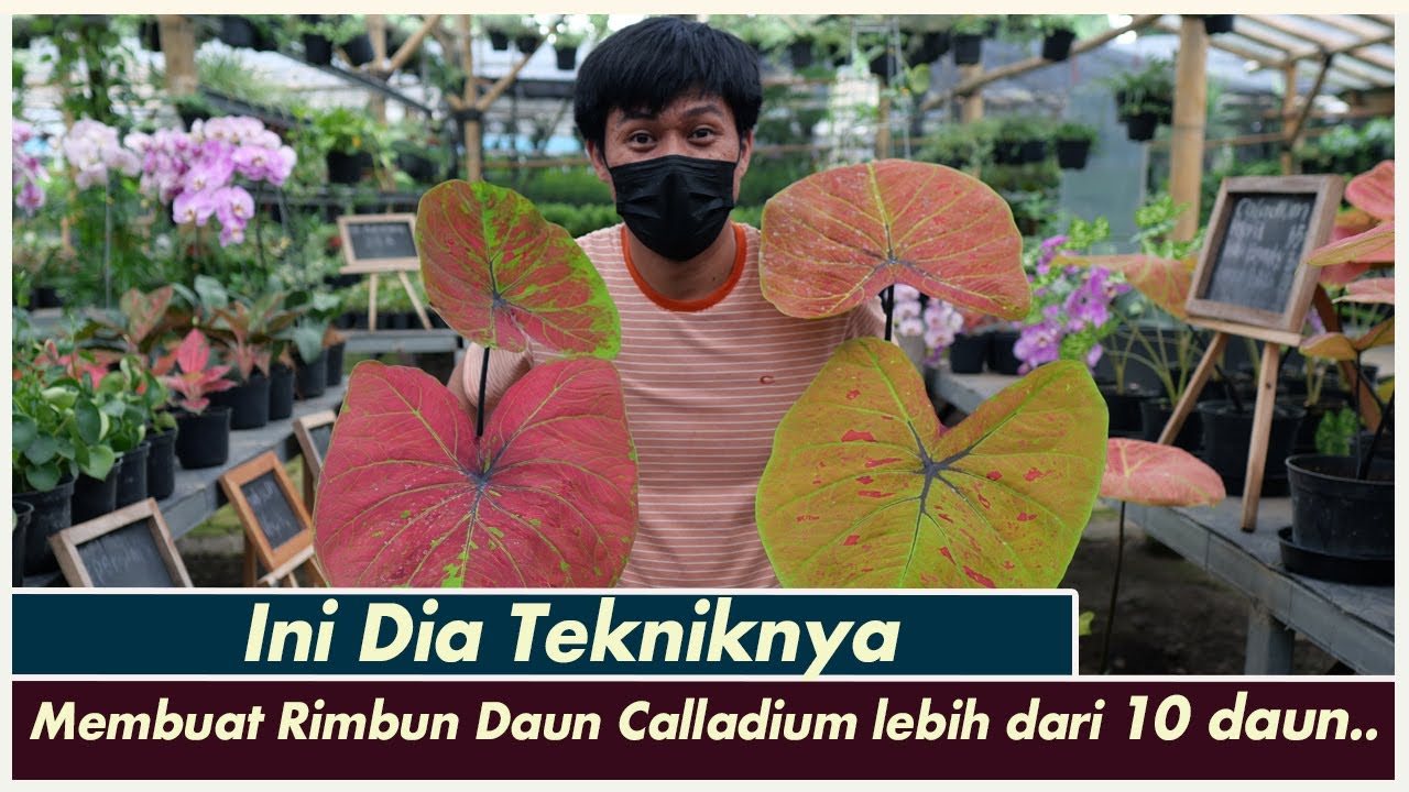 Cara gampang membuat calladium jadi rimbun | Bisa lebih dari 10 daun
