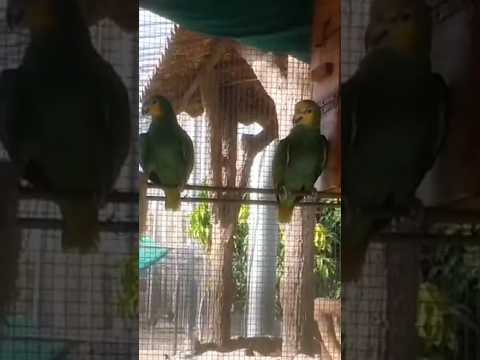 Parrot Alipiopsitta xanthops| #Alipiopsitta xanthops# Short Video Nawaz Chadhar