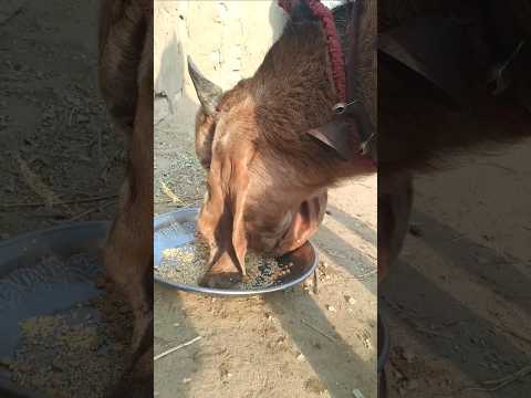 ماعز جميل يأكل البهجر في سير راي Vrialshort Animals Desertanimals