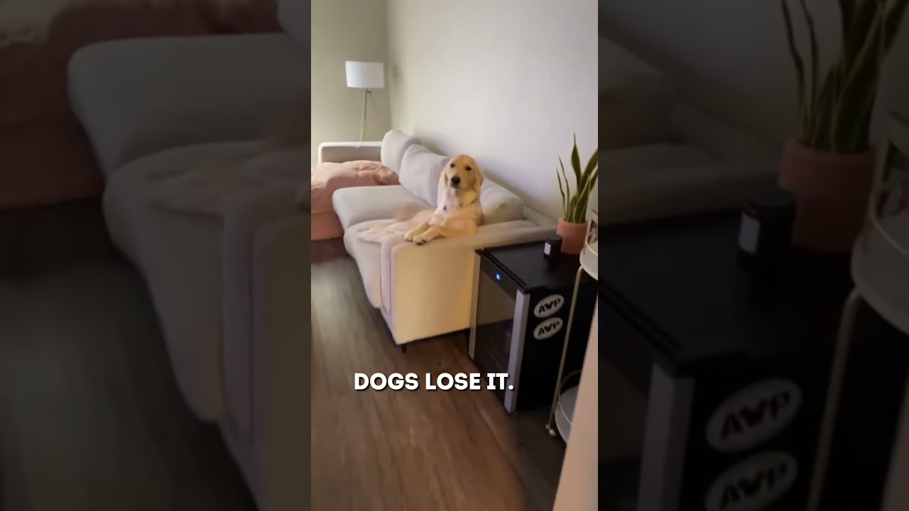 🐶 Собака смотрит телевизор, как человек! 📺😂