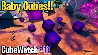 BABY CUBES ARE SPAWNING!! - Fortnite CubeWatch #11
