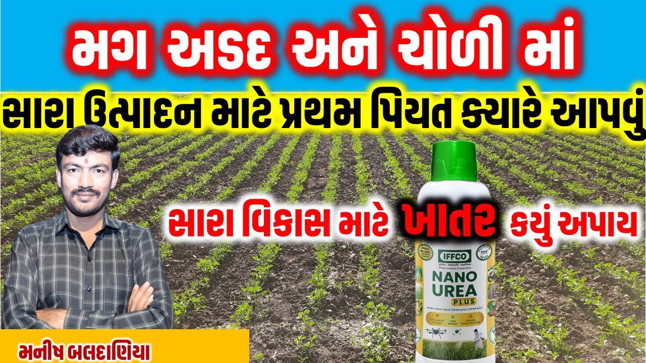 મગ અડદ અને ચોળી માં પિયત ક્યારે આપવું અને ખાતર ક્યું નાખવું @MANISHBALDANIYA