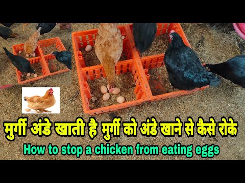 वीडियो: मुर्गियों को अपने अंडे खाने से रोकने के 3 तरीके