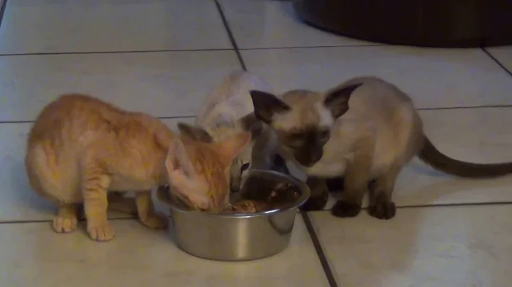 Video 808001: siamese oriental shorthair kittens, cattery