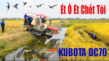 Về Miệt Thứ Cắt Lúa Tài Xế Sợ Nhất Cảnh Qua Cầu Vuông Tôm | Máy DC70 Cắt Quá Nhanh #thanhhaumaycat