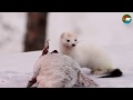 Горностай и рыба. Похищения продолжаются. Озеро Аян. Плато Путорана / The Stoat and Fish