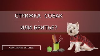 ✄ Стрижка собак или бритье? ✁ ✄ Стрижка собак или бритье? ✁