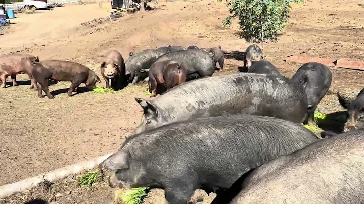 Maximizing Pig Nutrition: The Benefits of Barley Fodder | Sprouting Gear