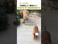 体格差なんて関係ない！怒れる母コーギーの逆襲が凄すぎるｗｗ 🐕💢 #ゴールデンレトリバー #コーギー #子犬 #犬のいる暮らし #可愛い動物 #おもしろ犬 #shorts