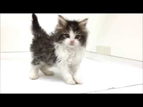 大型猫の代表格 とっても可愛いノルウェイジャンフォレストキャット Youtube 大型猫の代表格 とっても可愛いノルウェイジャンフォレストキャット Youtube