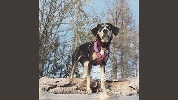 Scintillating Backdrops for Pups