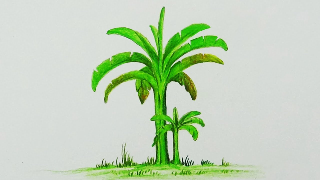 How To Draw A Banana Tree With Simple Colored Pencils | - YouTube