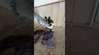 Millie giving birth | Part 1
