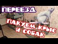 ПЕРЕЕЗД КРЫСОВОДОВ В НОВУЮ КВАРТИРУ - ВЕРСИЯ 1.0