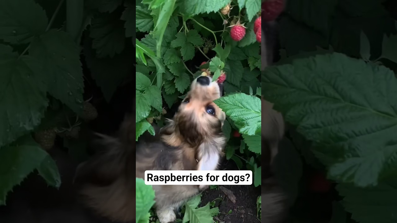 Are raspberries good for dogs?