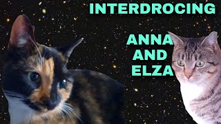 INTERDROCING ELZA AND ANNA THE CAT