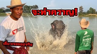 อันตราย! เล่นน้ำแล้วจำคนเลี้ยงไม่ได้! จะทำควาญ elephant thailand