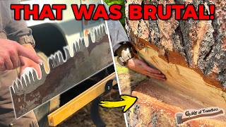 Logging a Giant Pine with 100-Year-Old Tools!!