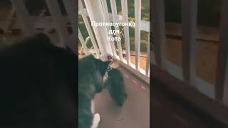 Противоугонка для кота 🐱