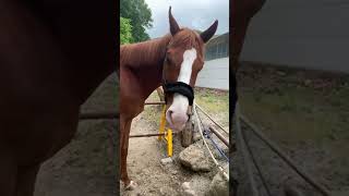 馬の群れ※スタッフ募集中🐴