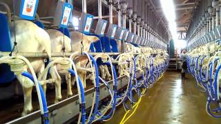 Dairy goat milking parlour Dutchlac