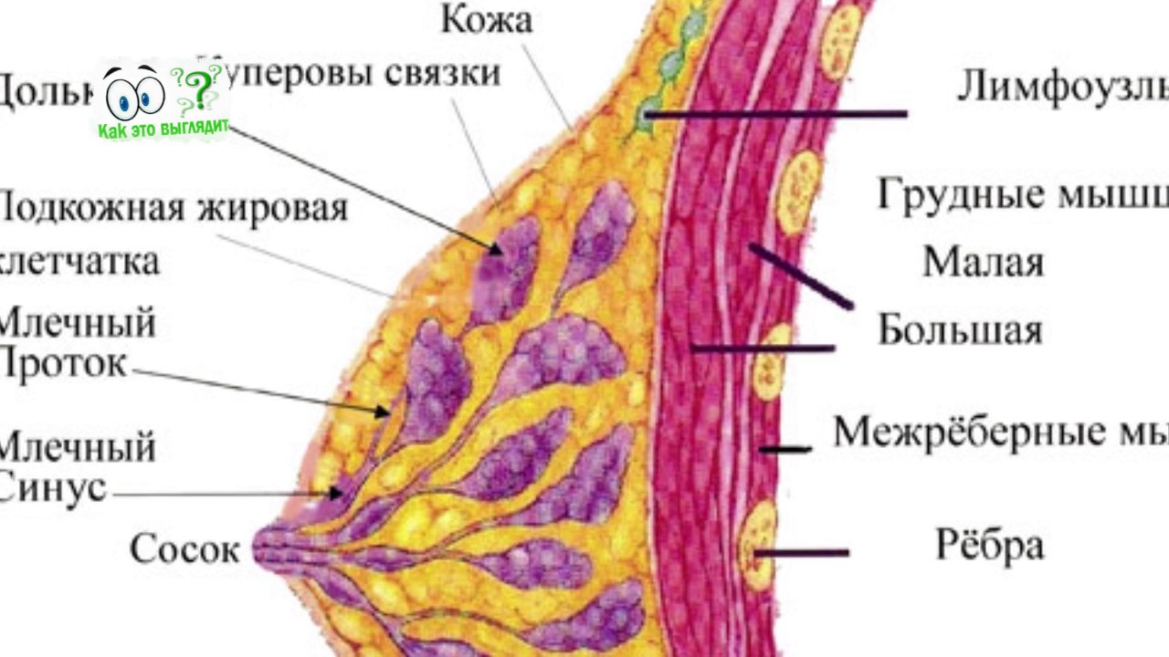 Как Выглядит Молочная Железа Фото