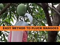 Easy method to pluck mangoes / How to make fruit picker at home/ Fruit Plucker