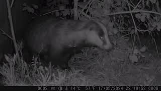 Day 340 of finding out what is in our little Bexhill garden (Camera 1) 18/5/2024