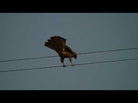 ჩვეულებრივი კაკაჩა - Buzzard - Buteo buteo