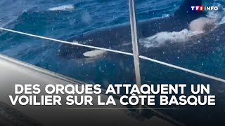 Download Lagu Des orques attaquent un voilier sur la côte basque|TF1 INFO MP3 Download Lagu Des orques attaquent un voilier sur la côte basque|TF1 INFO MP3
