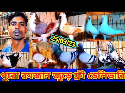 পুরো রমজান জুড়ে ফ্রী ডেলিভারি !! কবুতর কিনুন যত খুশি তত👉পাইকারি দামে ফেন্সি কবুতর বিক্রি হবে