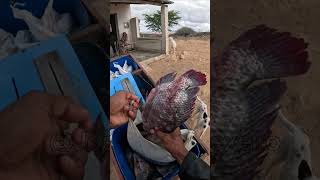 Vendi 200 reais de peixe fiado! #fiado #peixe #vendedor