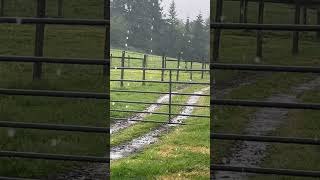 Yahoo! #rain #goat #weather #farmlife #youtubeshorts #shorts