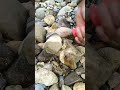 Wow..discovery of gold veined stone....⚒️🔨 #Viral #Gold #discovery